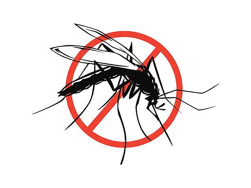 Комары способны причинить большие неприятности.