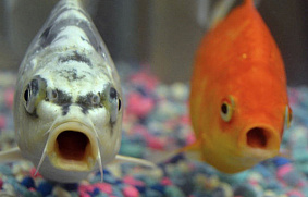 Опасность стресса для рыб